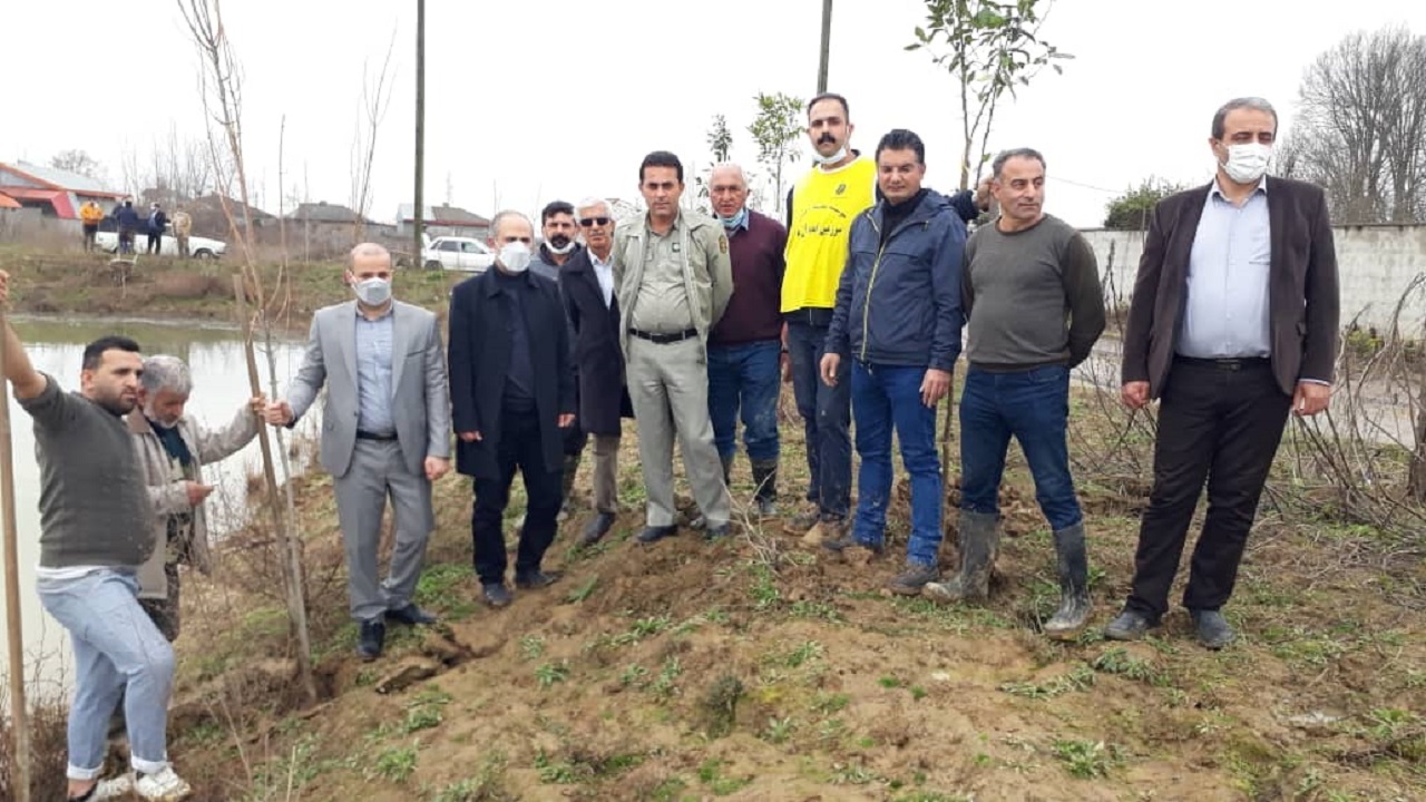 کاشت ۴۰۰ اصله نهال افرا در روستای کسار پسیخان رشت