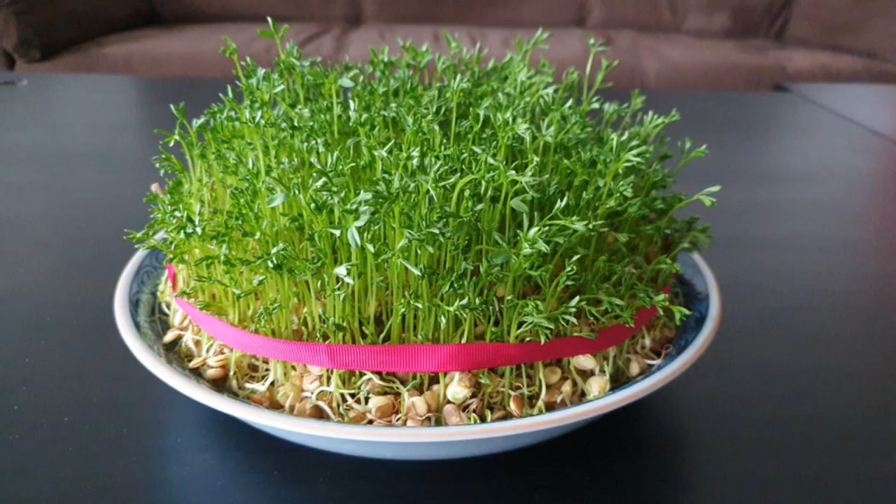 فوت و فن تهیه سبزه عید با عدس + فیلم