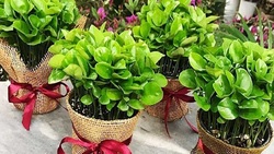 زمان کاشت انواع سبزه‌ها برای عید نوروز + فیلم