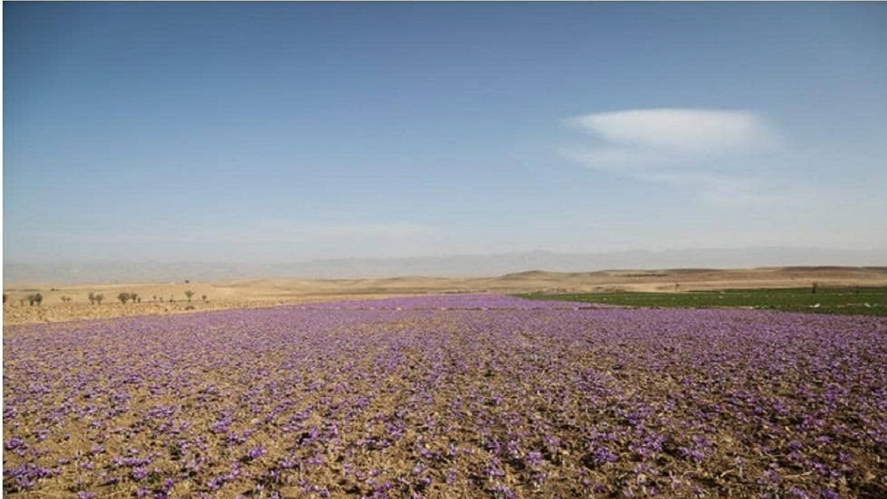 نهاوند بارانداز گیاهان دارویی غرب کشور می‌شود