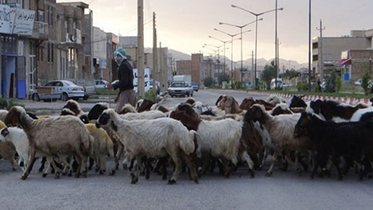 برخورد با چرای دام در محدوده شهر کازرون