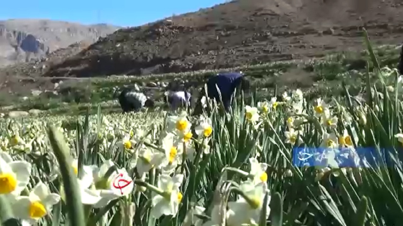 گلهایی که سر از خاک درآوردند تا منبع درآمد تعدادی ازخانوارها شوند+فیلم
