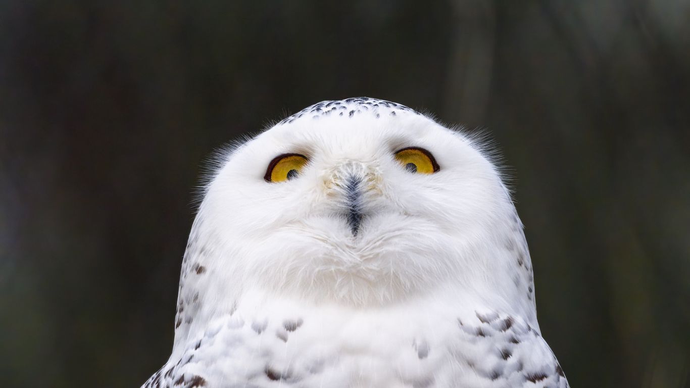 جغد