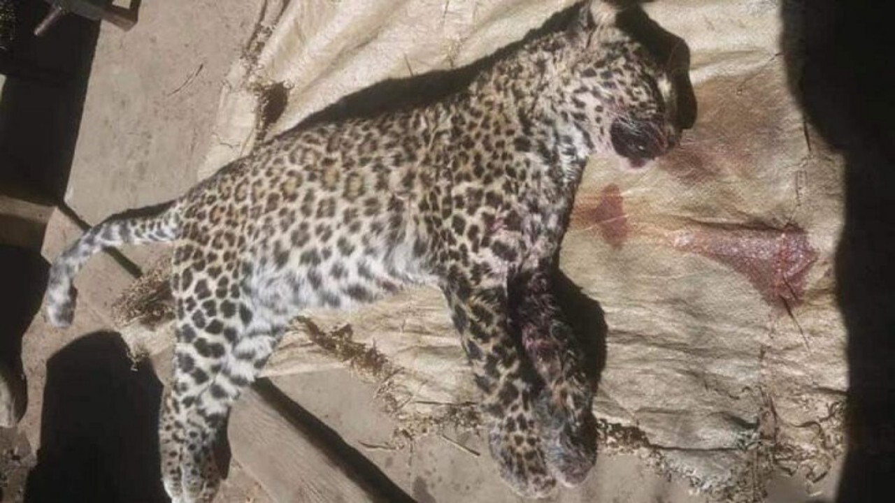 افراد ناشناس پلنگ کمیاب افغانستان را کشتند