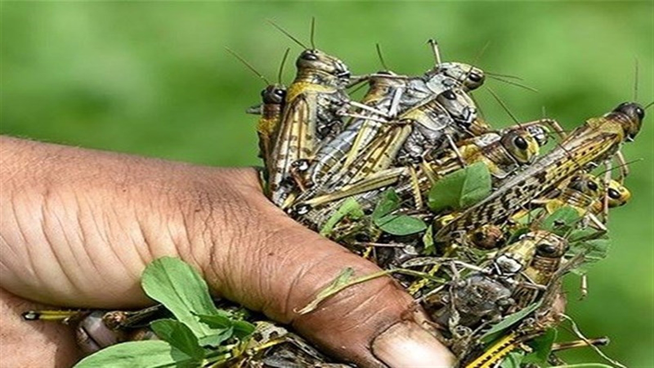 پایش ملخ صحرایی در نی‌ریز