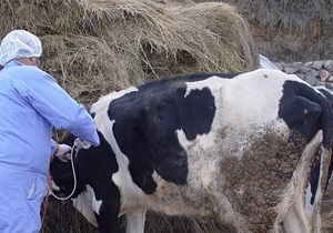 واکسیناسیون ۳۴۶ هزار قطعه طیور روستایی علیه بیماری نیوکاسل