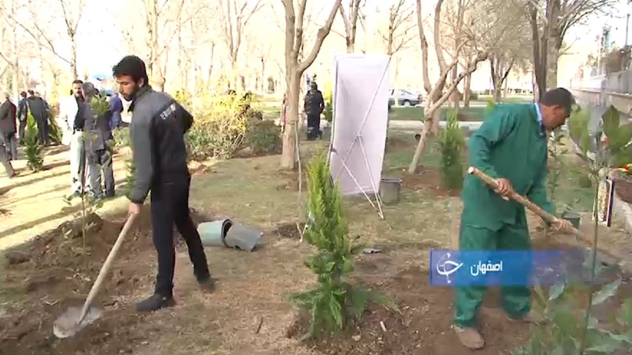 درخت‌بانی، نسخه نجات درختان شهر