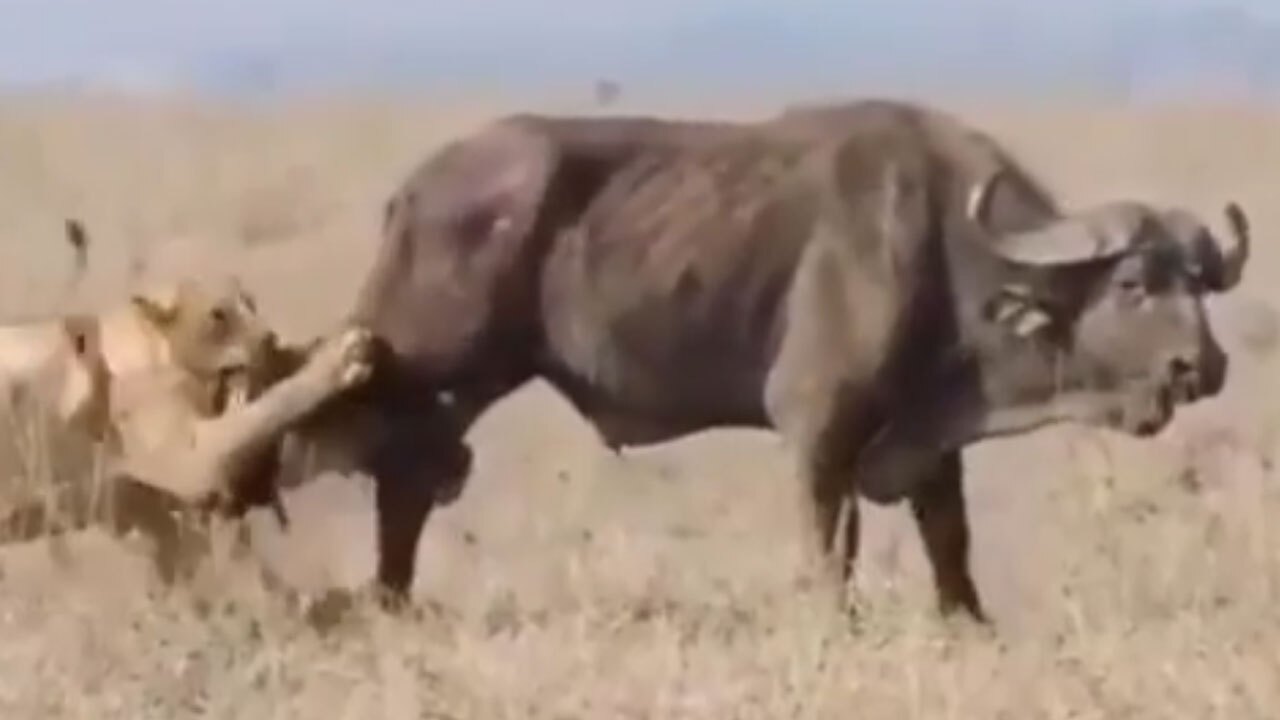 لحظه شکار گاومیش توسط گله شیرها + فیلم