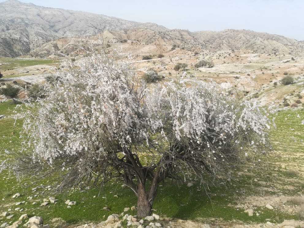 تماشای شکوفه&zwnj;های بهاری در واپسین روز&zwnj;های سال + تصاویر