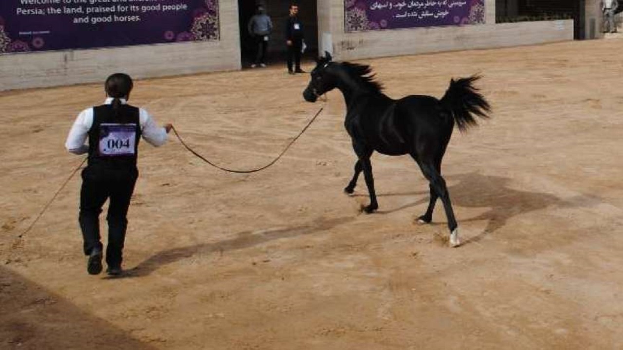 برگزاری جشنواره ملی زیبایی اسب اصیل عرب در دزفول