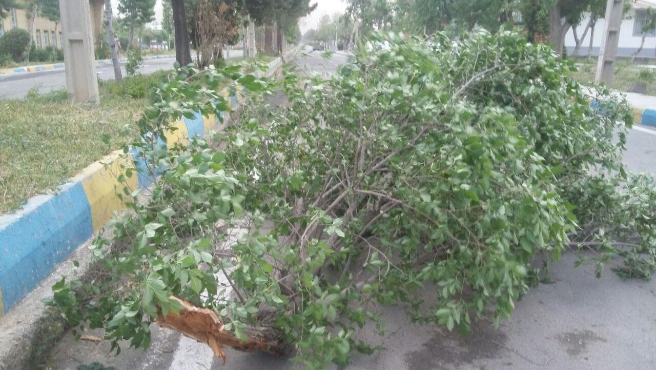 تندباد و شکسته شدن درختان در دلیجان