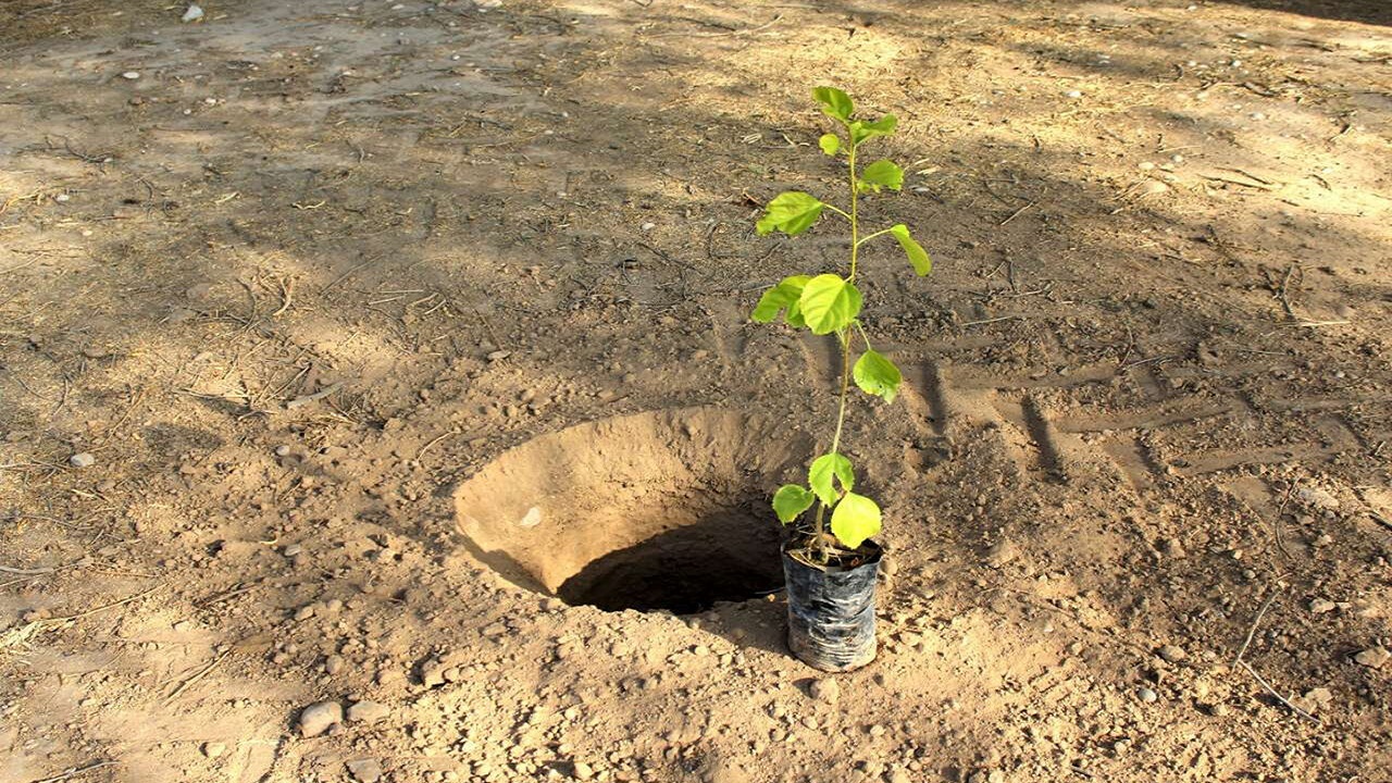 آشتی با طبیعت به مناسبت هفته درختکاری