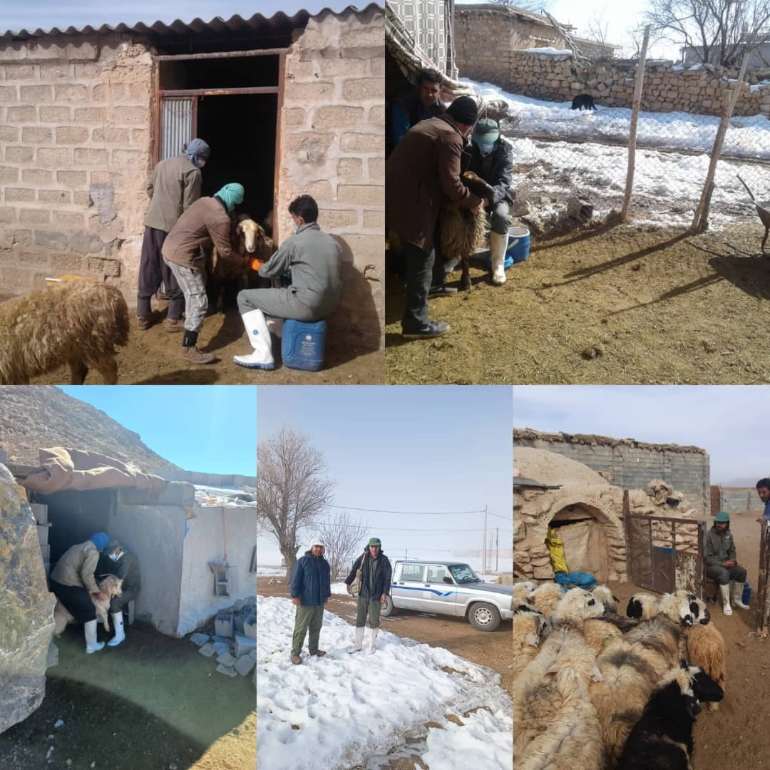 اجرای طرح رایگان واکسیناسیون تب برفکی در آباده