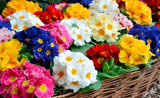 بازار گل اصفهان به دست دلالان پَر پَر شده