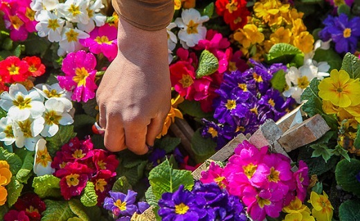بازار گل اصفهان