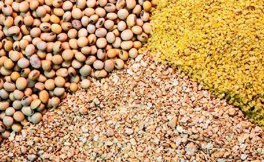 دام&zwnj;ها گرسنه، دامداران خجل