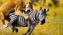 حمله یوزپلنگ به کفتار + فیلم