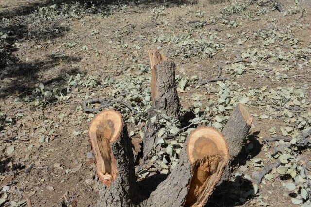 قطع دسته جمعی ۲۱ اصله درخت این بار در منطقه ۲ تهران