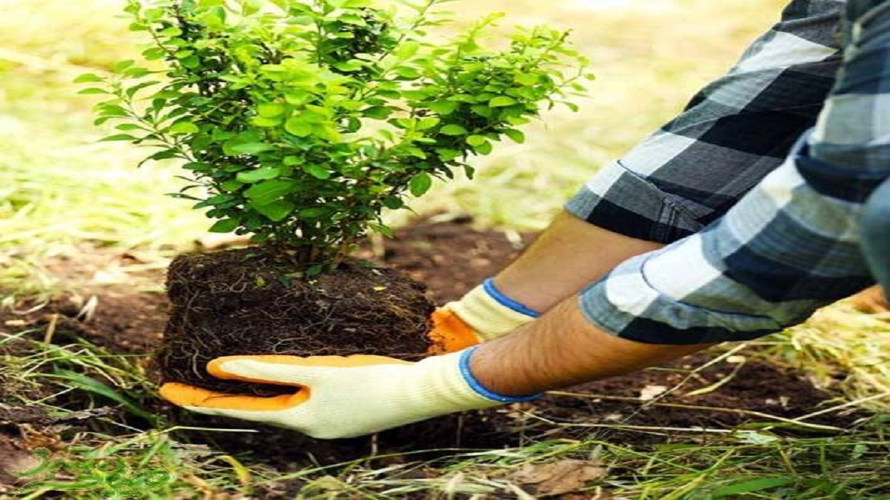 کاشت یک میلیون و ۲۵۰ هزار اصله نهال در استان همدان+فیلم