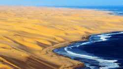 فیلمی از مزارع گل لاله در هلند