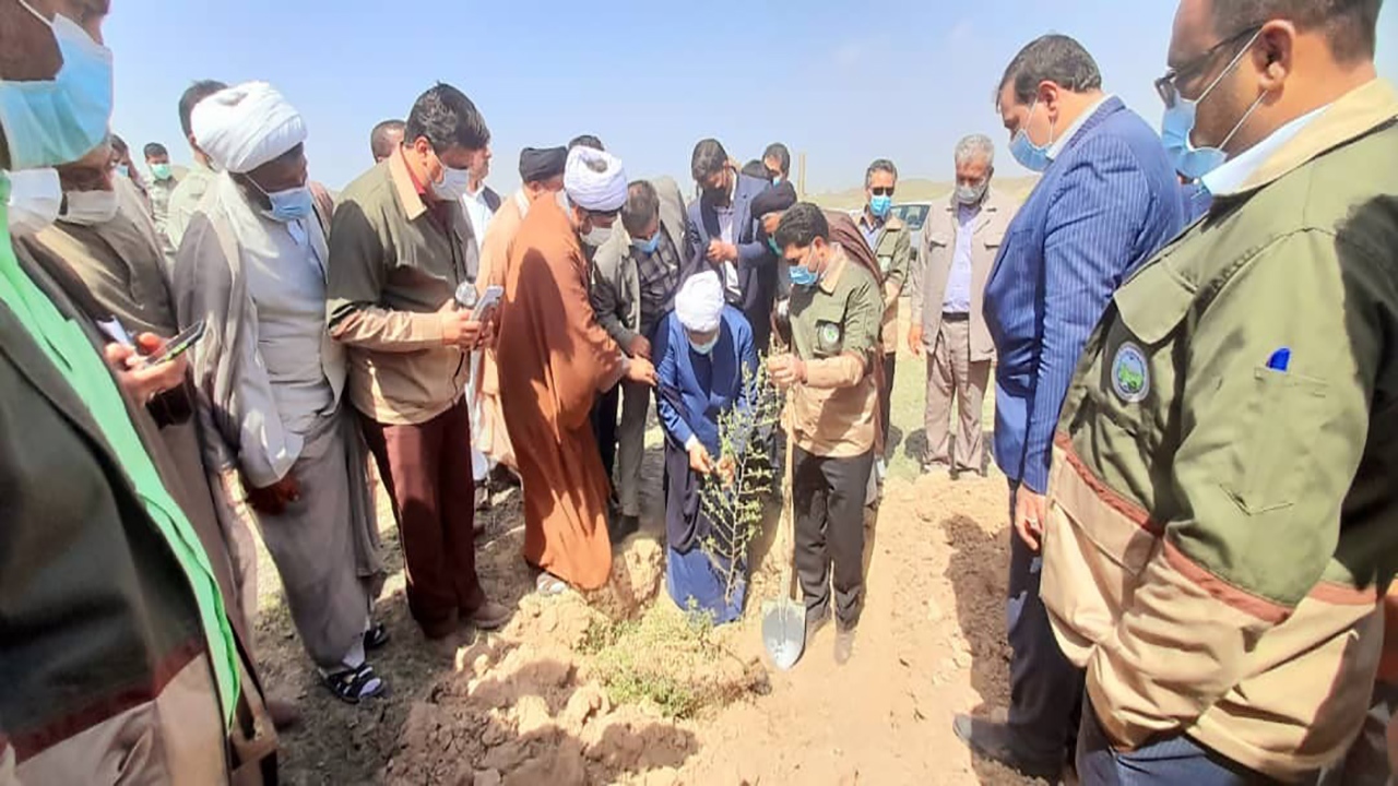 ۷۰ هزار نهال رایگان در جنوب کرمان توزیع می شود