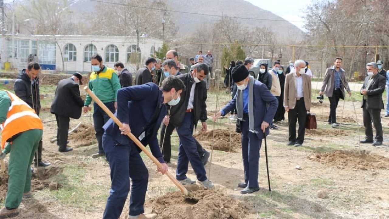 مرحمی بر زخم درختان کارخانه قند شازند