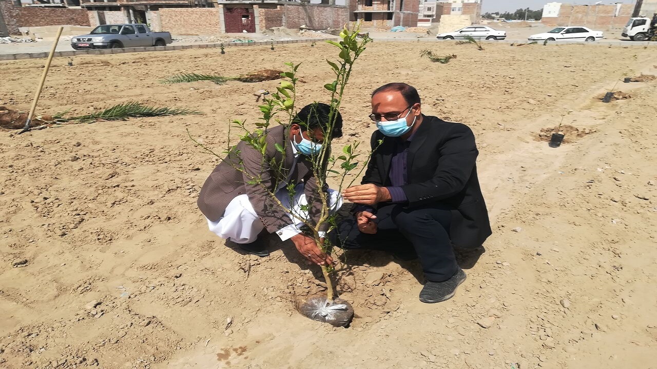 بیش‌از ‌یک‌هزار اصله نهال در ایرانشهر غرس شد