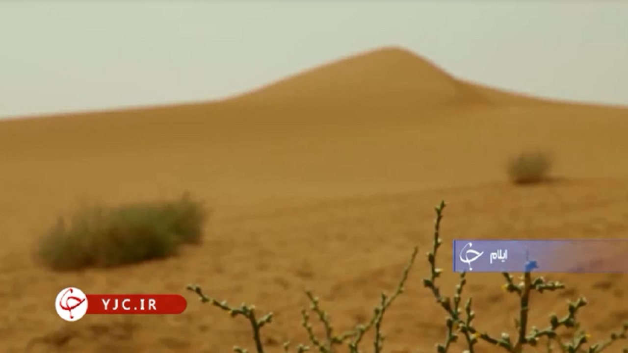 نهال کاری دژی مستحکم برای مقابله با ریزگرد‌ها است+فیلم