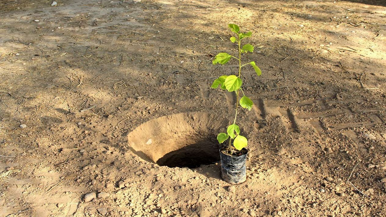 کاشت بیش از ۸ هزار هکتار نهال برای مهار ریزگرد‌ها