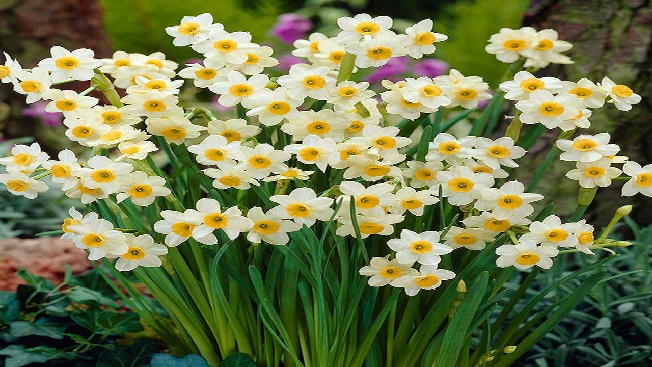 سوز سرما کمر نرگس را شکست