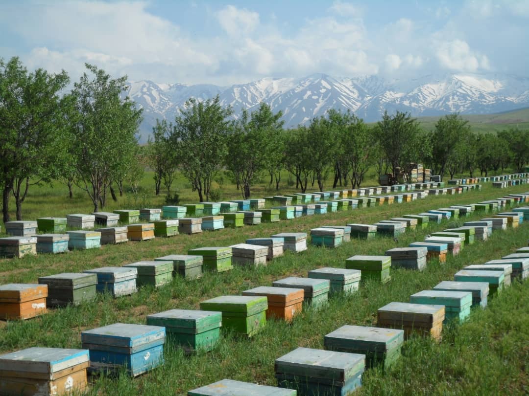 بسیجی خوش ذوق نهاوندی سالانه ۴هزارکیلو عسل تولید می&zwnj;کند