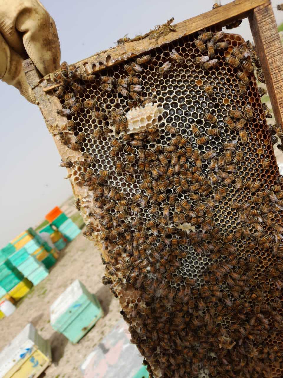 بسیجی خوش ذوق نهاوندی سالانه ۴هزارکیلو عسل تولید می&zwnj;کند