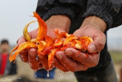 مراسم آغازین آیین جهانی نوروز