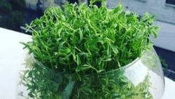 آموزش کاشت سبزه با دانه چیا + فیلم