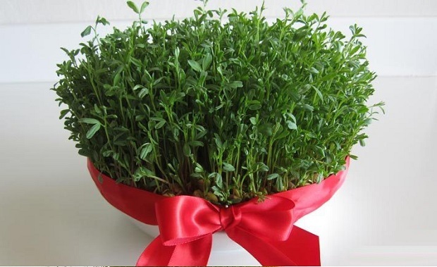 نور کافی برای سبز کردن سبزه عید یکی از الزامات در اختیار داشتن سبزی با طراوت و شاداب است