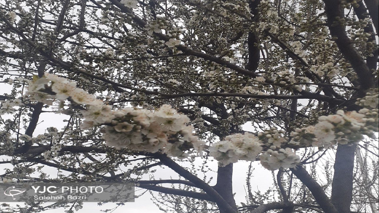 زمستان نرفته، بهار آمده است+عکس