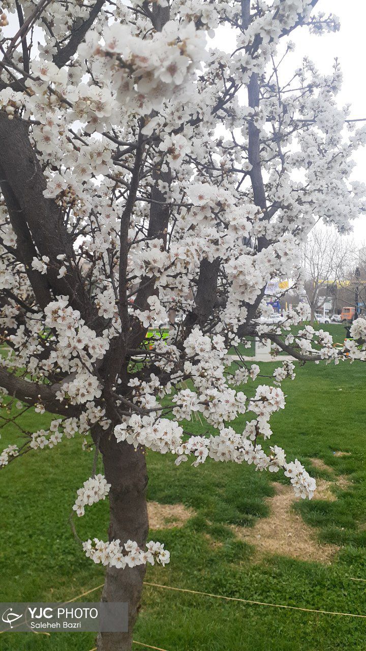 زمستان نرفته، بهار آمده است+عکس
