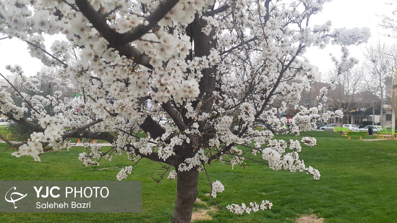 زمستان نرفته، بهار آمده است+عکس
