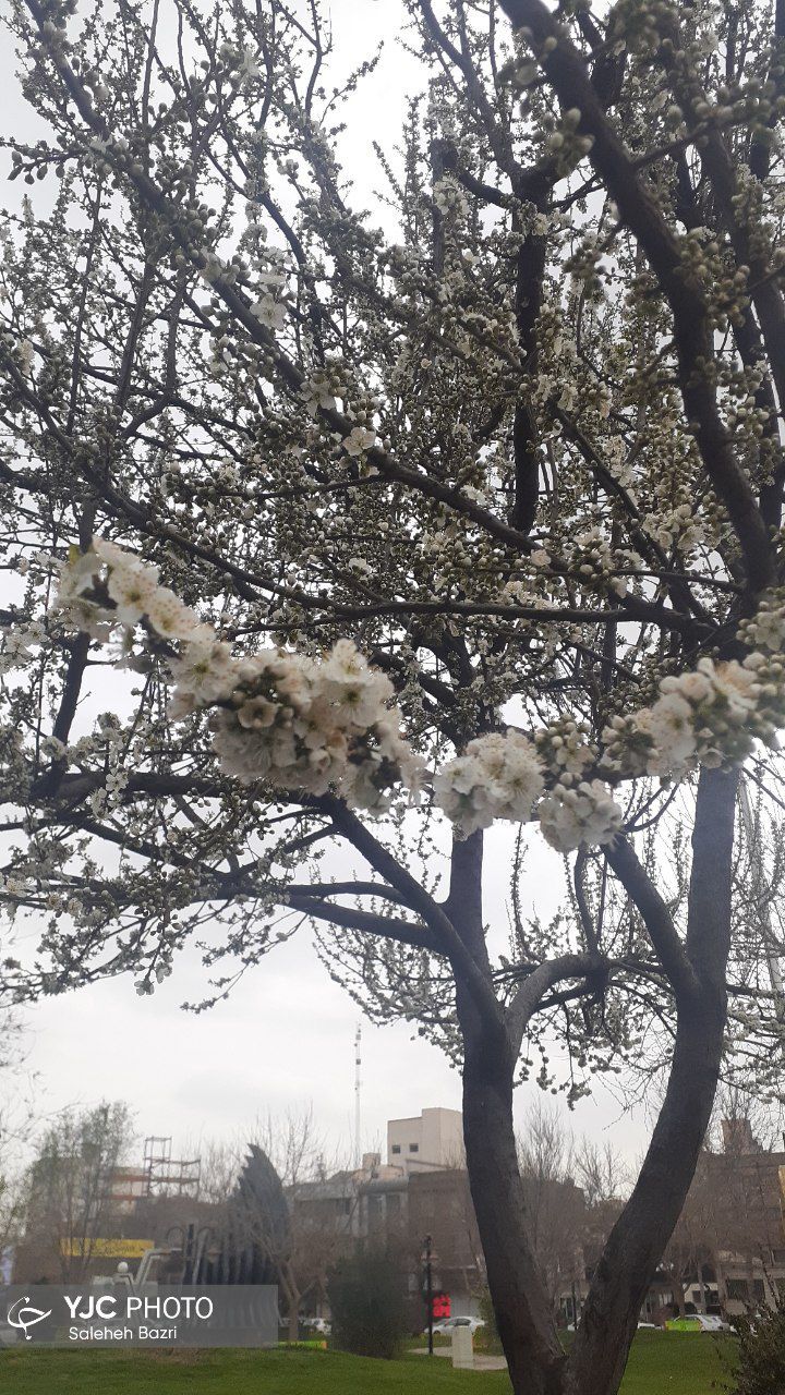 زمستان نرفته، بهار آمده است+عکس
