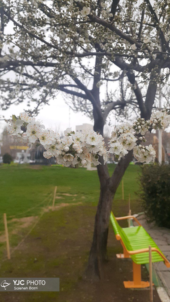 زمستان نرفته، بهار آمده است+عکس