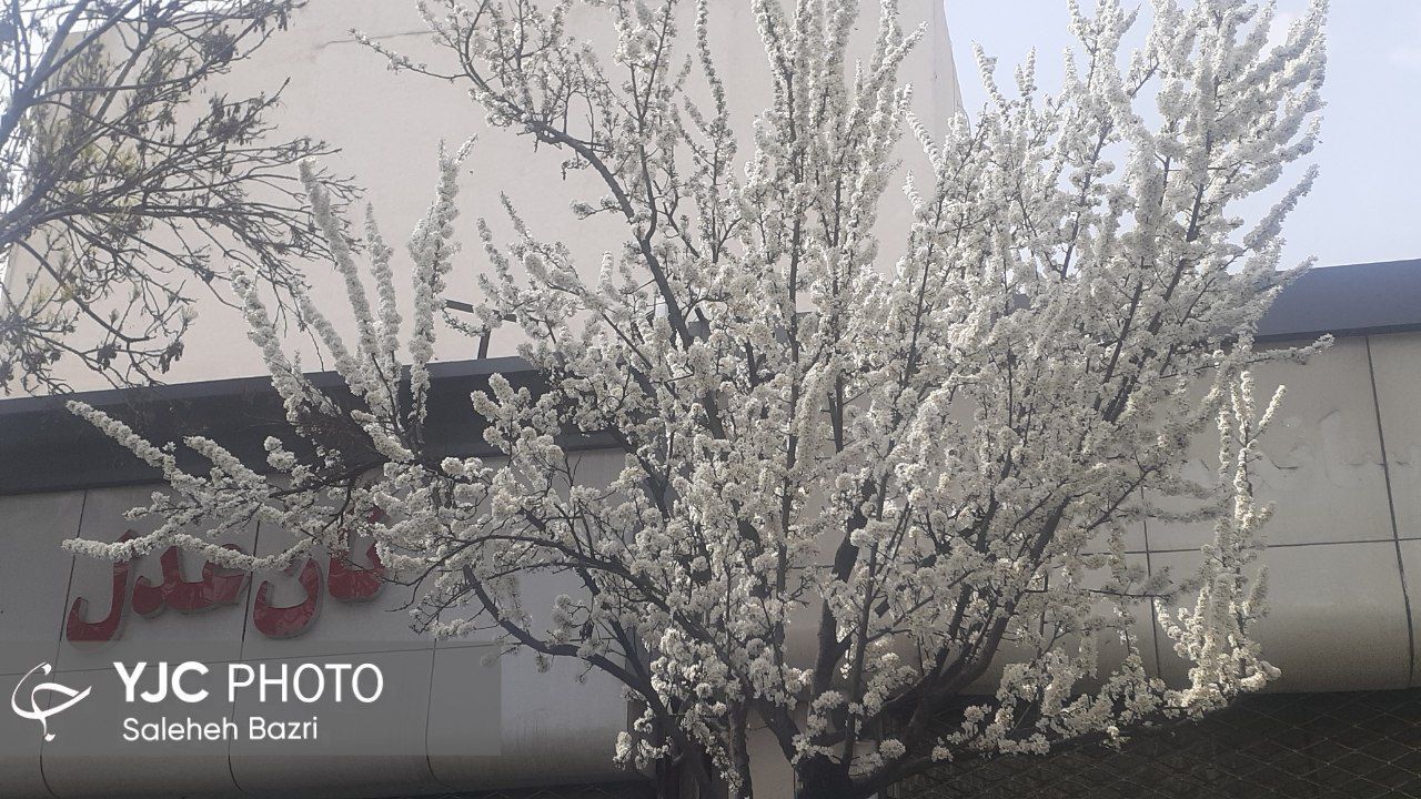 زمستان نرفته، بهار آمده است+عکس