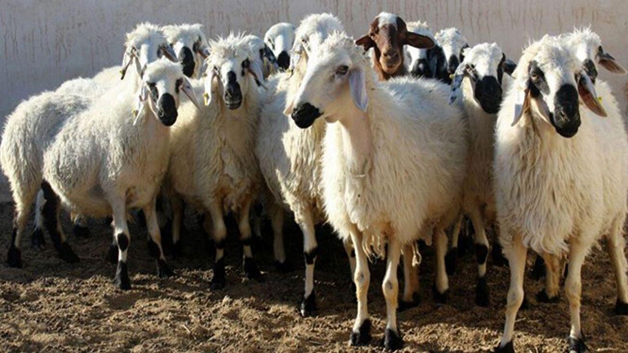 ۴۲ رأس احشام سرقتی در سلطانیه کشف شد