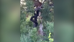 تصاویری از خانواده یک پلنگ