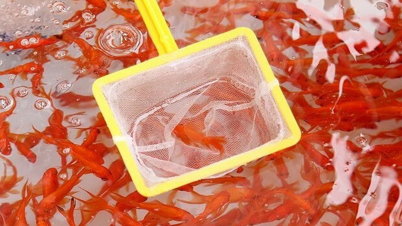 لزوم توجه به مسائل بهداشتی هنگام خرید جوجه رنگی و ماهی قرمز