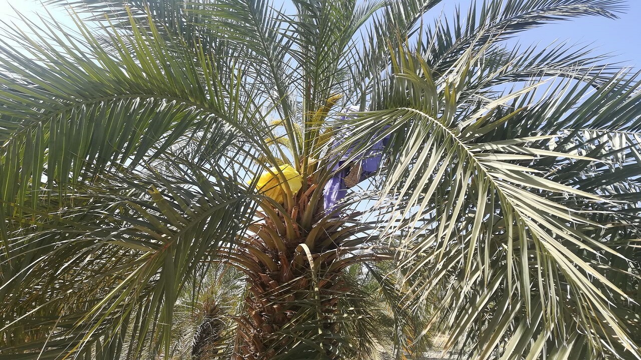 گرده افشانی نخیلات بارور در ایرانشهر آغاز شد