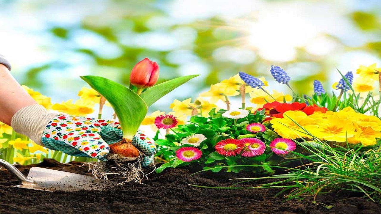 بیش از سه میلیون نشاء گل‌های بهاری کاشته می شود