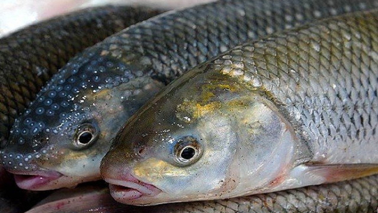 ماهی های پرورشی