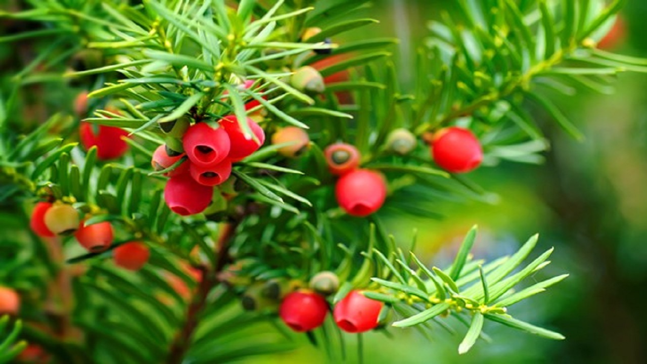 سرخ دار دارد منقرض می‌شود