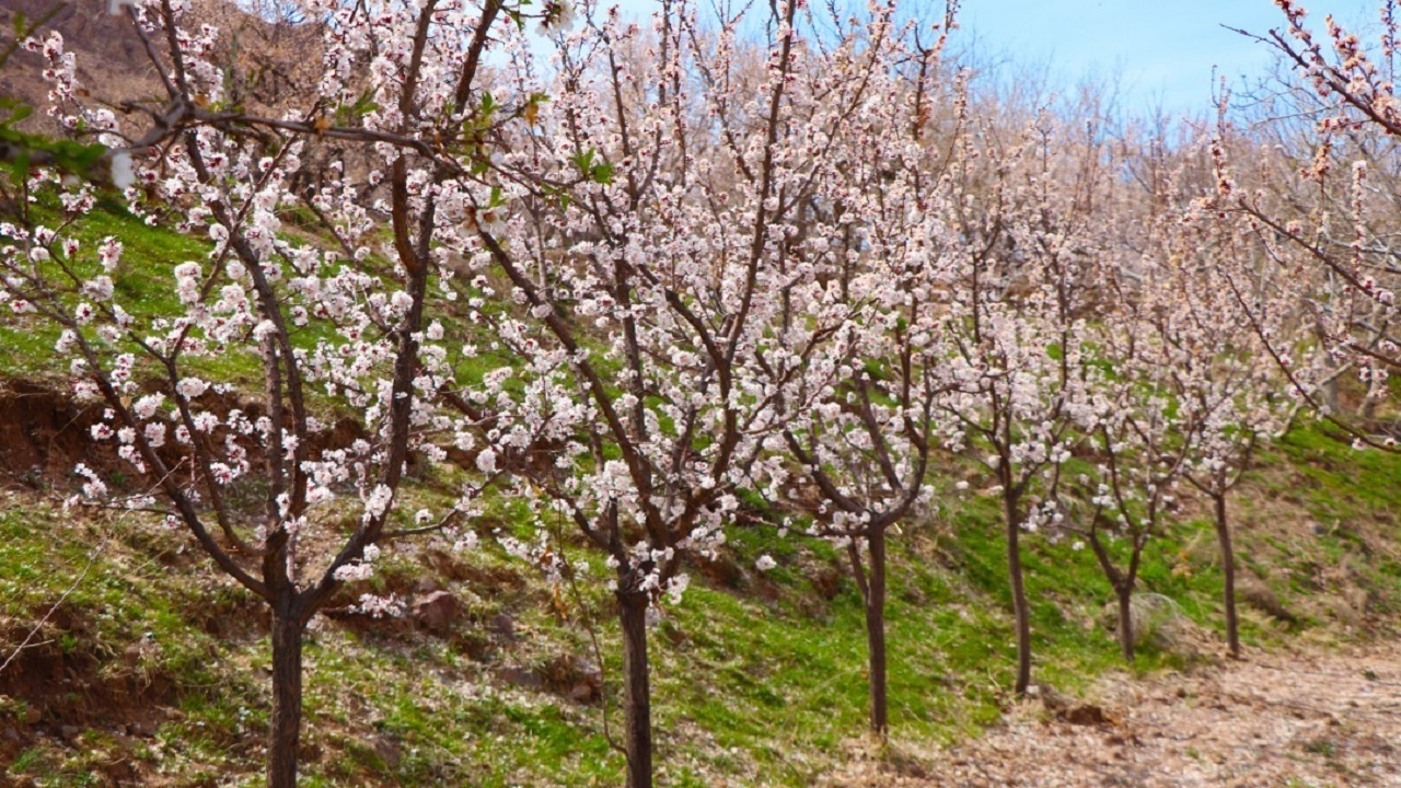 روستای جغدان میزبان شکوفه‌های بهاری درختان بادام شد + فیلم