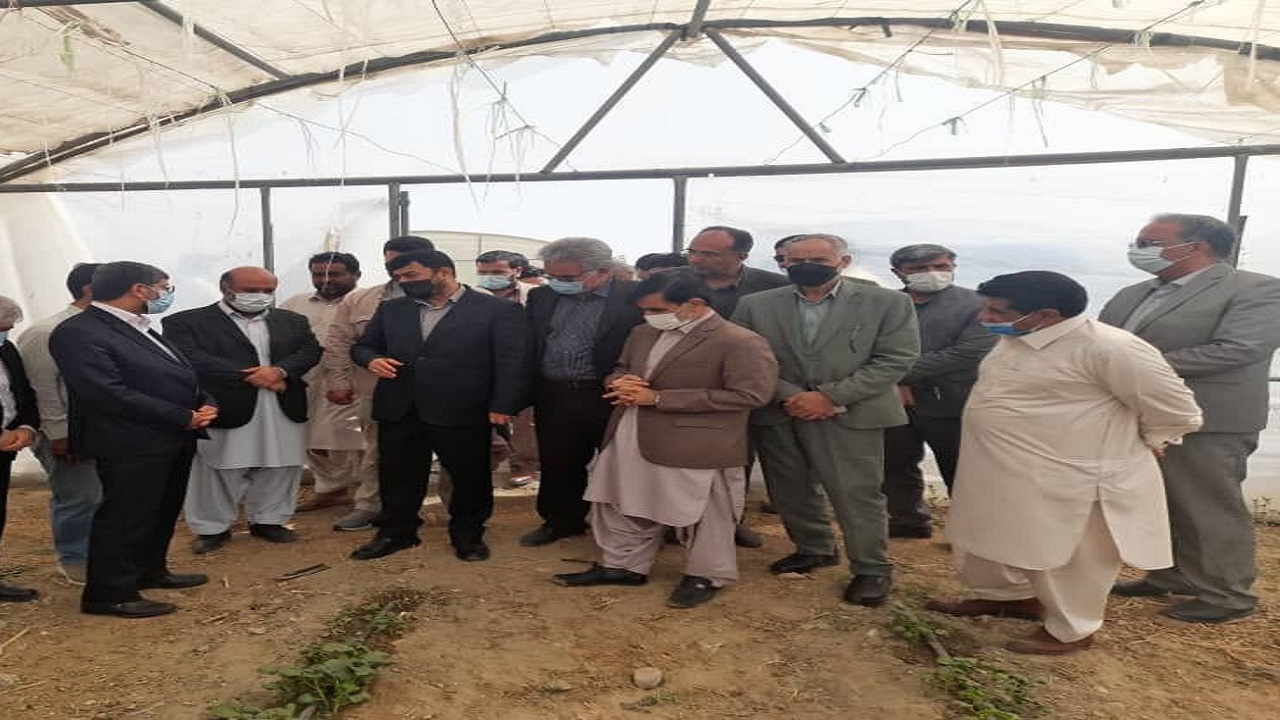 برندسازی محصولات کشاورزی تولیدی سیستان و بلوچستان ضروری است